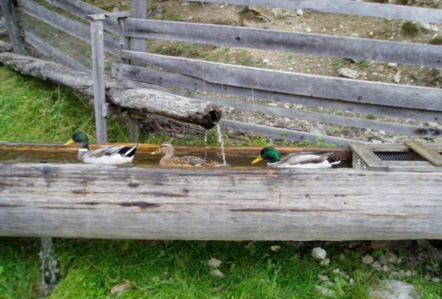 Reitlehenalm Otel Altenmarkt im Pongau Dış mekan fotoğraf